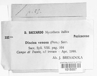 Disciotis venosa image